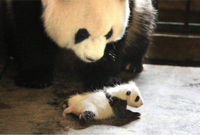 映画『51(ウーイー) 世界で一番小さく生まれたパンダ』公式サイト